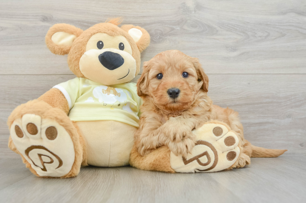 6 week old Mini Goldendoodle Puppy For Sale - Pilesgrove Pups