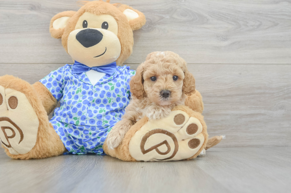 5 week old Mini Goldendoodle Puppy For Sale - Pilesgrove Pups