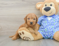 8 week old Mini Goldendoodle Puppy For Sale - Pilesgrove Pups