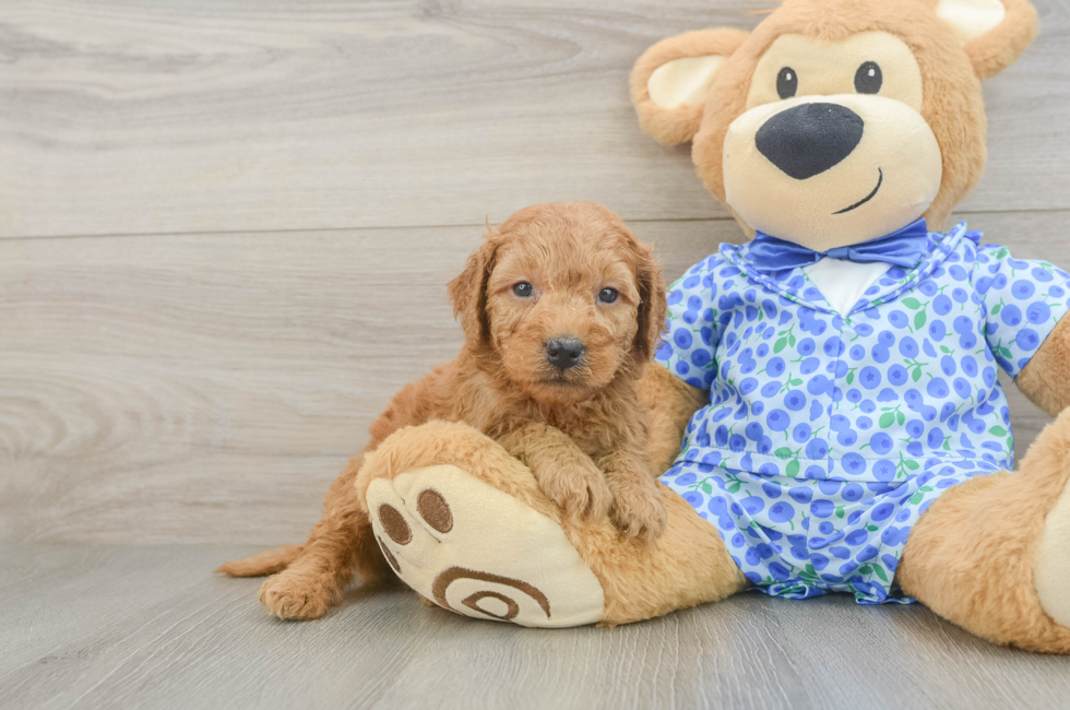 5 week old Mini Goldendoodle Puppy For Sale - Pilesgrove Pups