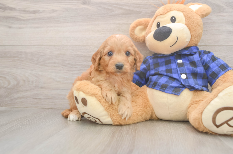 6 week old Mini Goldendoodle Puppy For Sale - Pilesgrove Pups