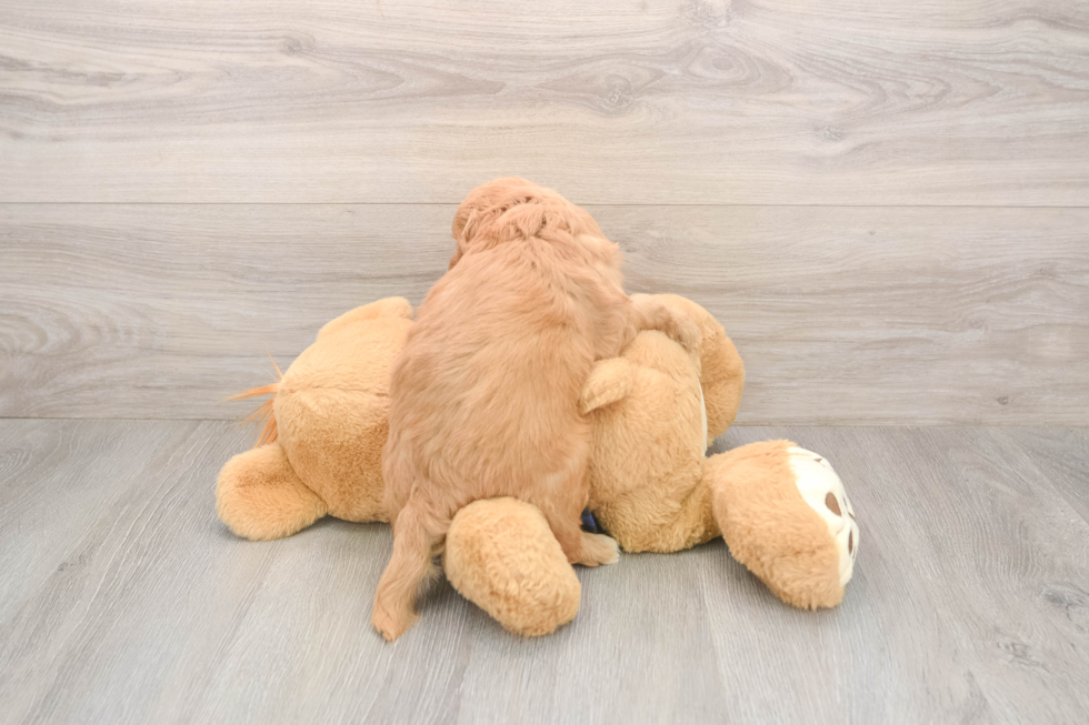 Best Mini Goldendoodle Baby