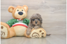 Hypoallergenic Mini Goldiepoo Poodle Mix Puppy