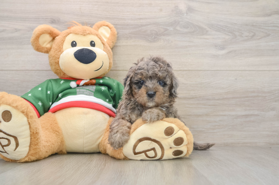 5 week old Mini Goldendoodle Puppy For Sale - Pilesgrove Pups