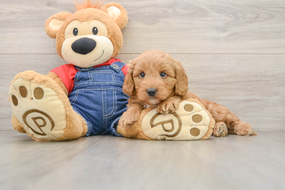 Petite Mini Goldendoodle Poodle Mix Pup