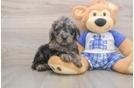 Funny Mini Goldendoodle Poodle Mix Pup
