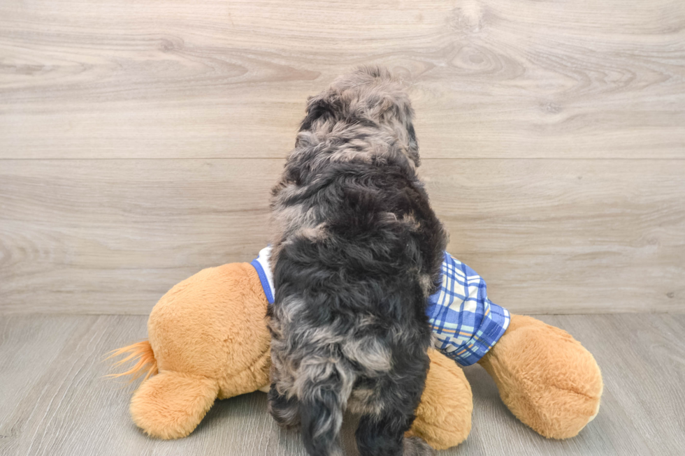 Best Mini Goldendoodle Baby