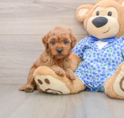 7 week old Mini Goldendoodle Puppy For Sale - Pilesgrove Pups