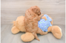 Hypoallergenic Mini Goldiepoo Poodle Mix Puppy
