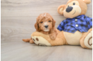 Adorable Golden Retriever Poodle Mix Poodle Mix Puppy