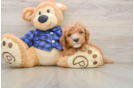 Fluffy Mini Goldendoodle Poodle Mix Pup