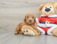 6 week old Mini Goldendoodle Puppy For Sale - Pilesgrove Pups