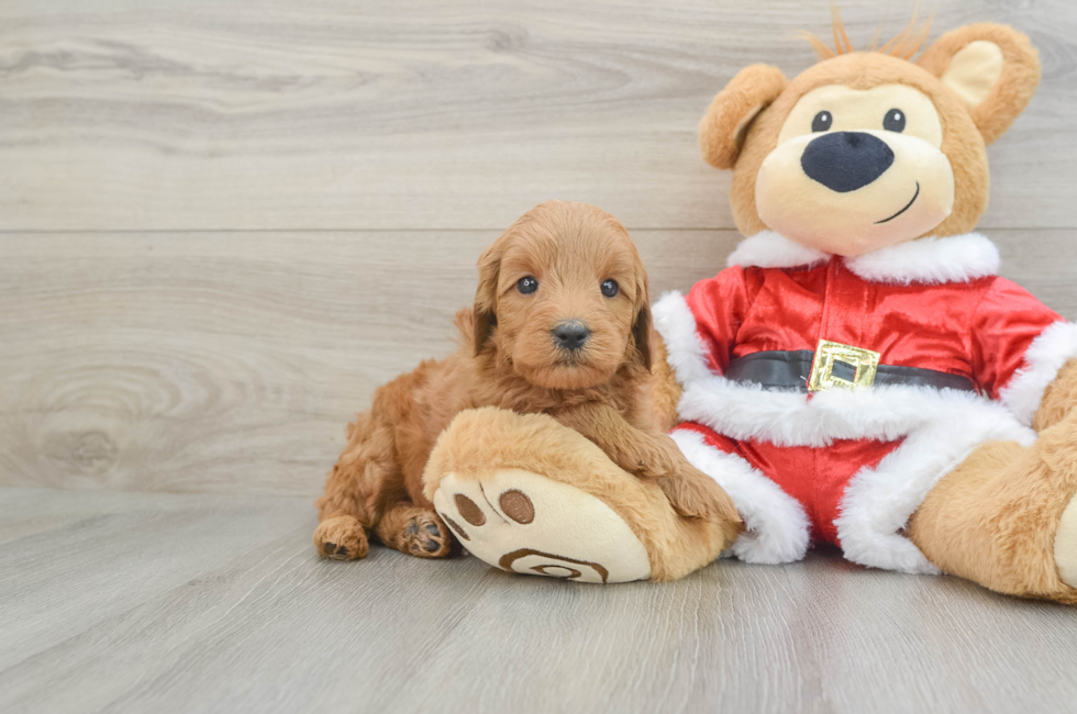 6 week old Mini Goldendoodle Puppy For Sale - Pilesgrove Pups