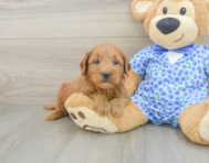 8 week old Mini Goldendoodle Puppy For Sale - Pilesgrove Pups