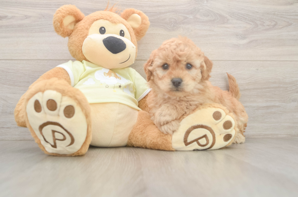5 week old Mini Goldendoodle Puppy For Sale - Pilesgrove Pups