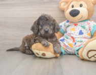 7 week old Mini Goldendoodle Puppy For Sale - Pilesgrove Pups