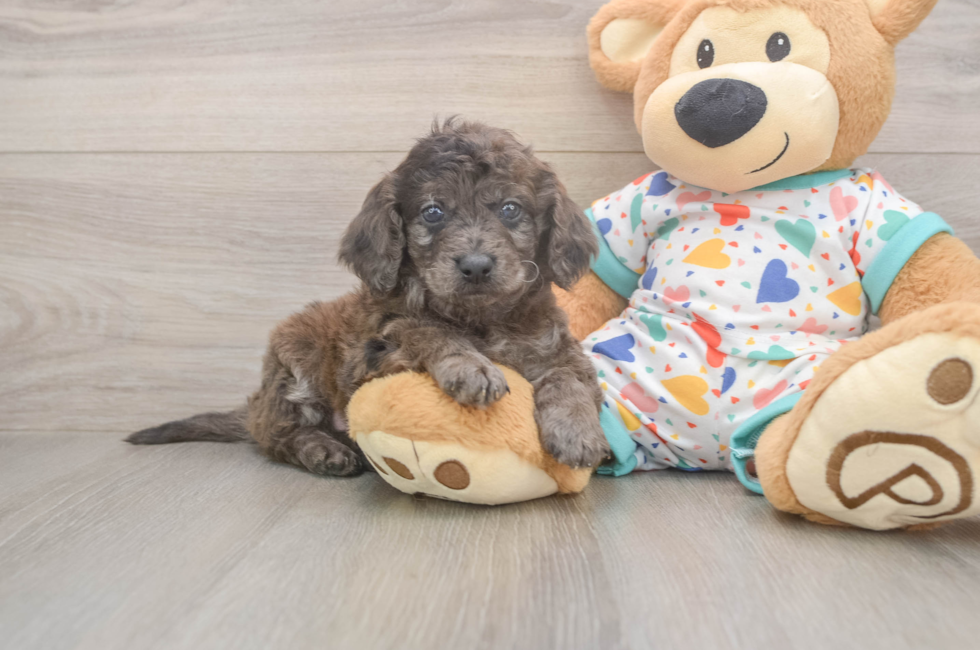 5 week old Mini Goldendoodle Puppy For Sale - Pilesgrove Pups