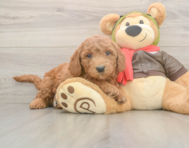 5 week old Mini Goldendoodle Puppy For Sale - Pilesgrove Pups