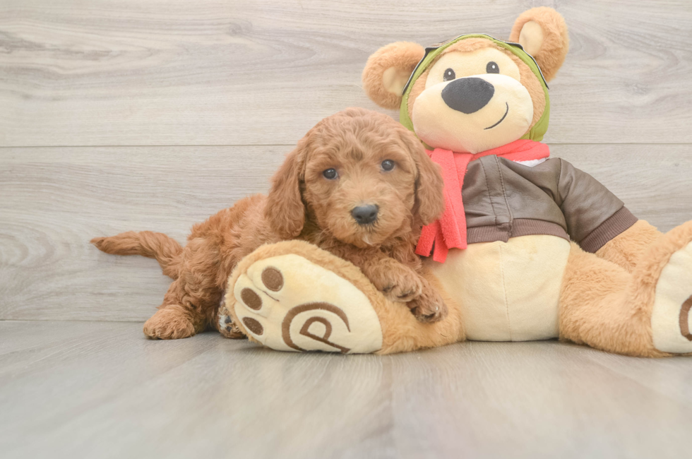 6 week old Mini Goldendoodle Puppy For Sale - Pilesgrove Pups