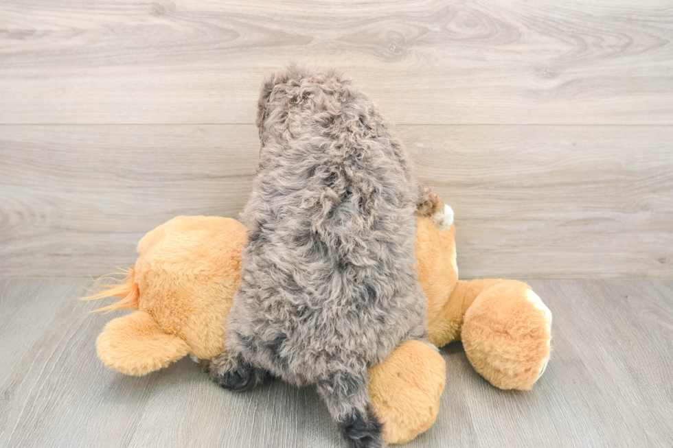 Hypoallergenic Mini Goldiepoo Poodle Mix Puppy