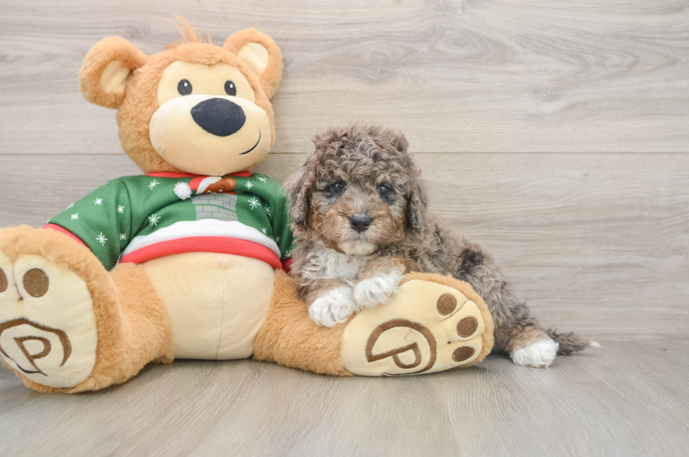 5 week old Mini Goldendoodle Puppy For Sale - Pilesgrove Pups