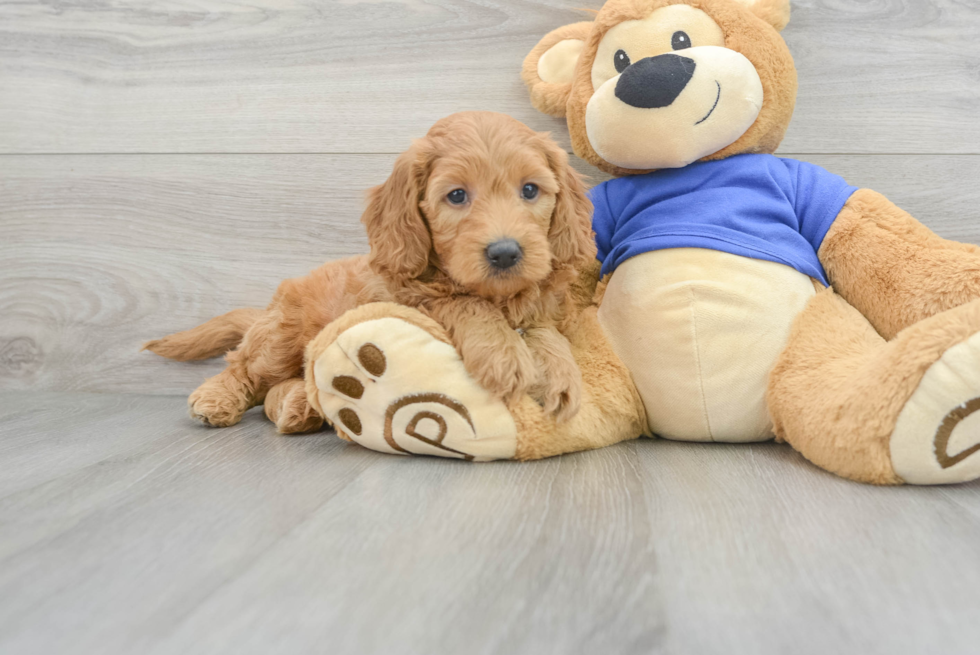 Playful Golden Retriever Poodle Mix Puppy