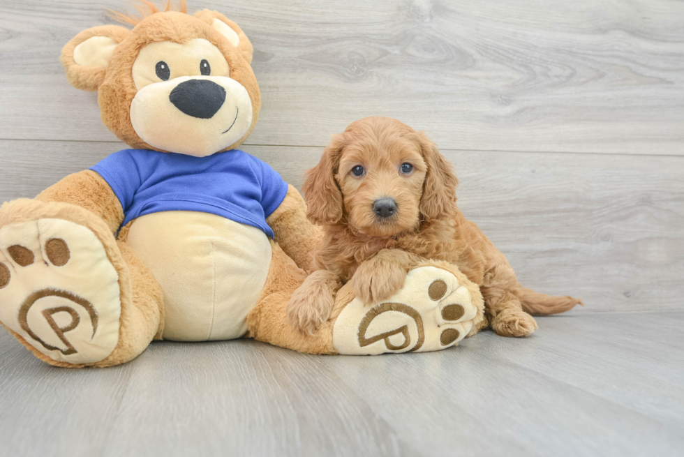 Playful Golden Retriever Poodle Mix Puppy