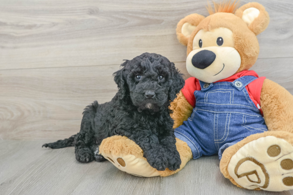 Adorable Golden Retriever Poodle Mix Poodle Mix Puppy
