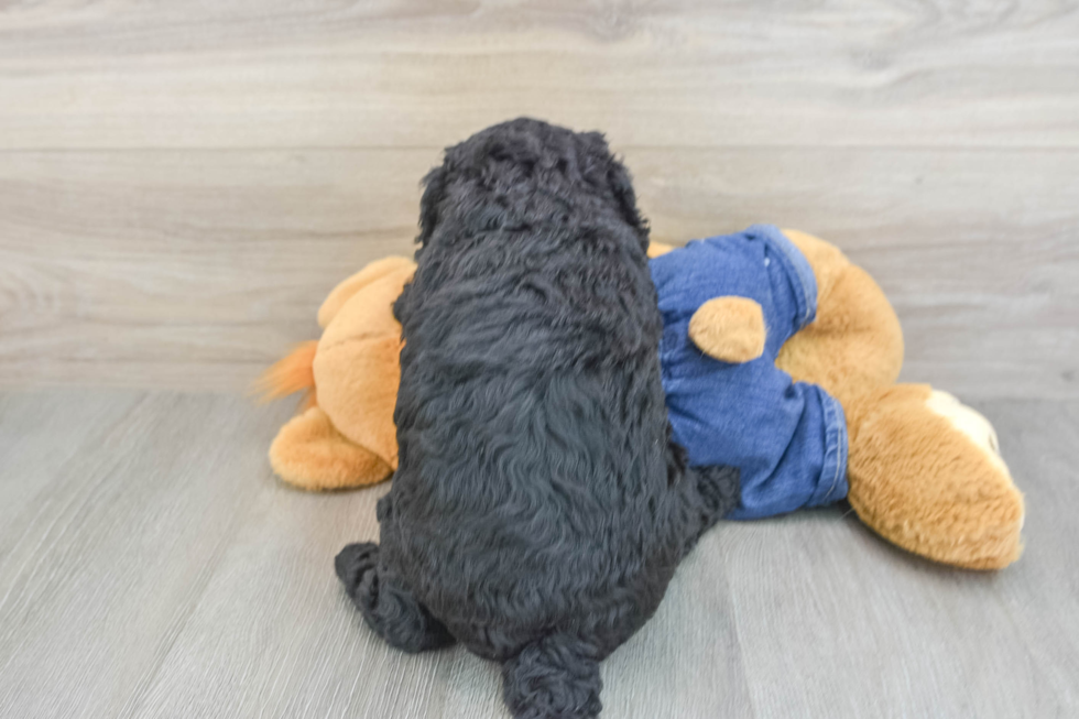 Best Mini Goldendoodle Baby