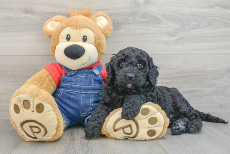 Best Mini Goldendoodle Baby