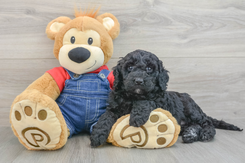 Best Mini Goldendoodle Baby
