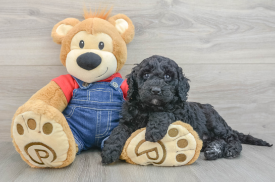 Best Mini Goldendoodle Baby