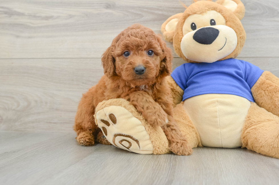 6 week old Mini Goldendoodle Puppy For Sale - Pilesgrove Pups
