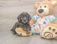 7 week old Mini Goldendoodle Puppy For Sale - Pilesgrove Pups