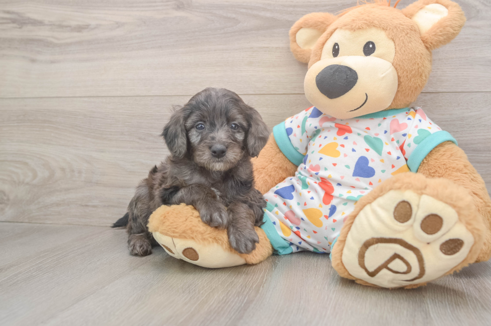 5 week old Mini Goldendoodle Puppy For Sale - Pilesgrove Pups
