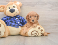 6 week old Mini Goldendoodle Puppy For Sale - Pilesgrove Pups