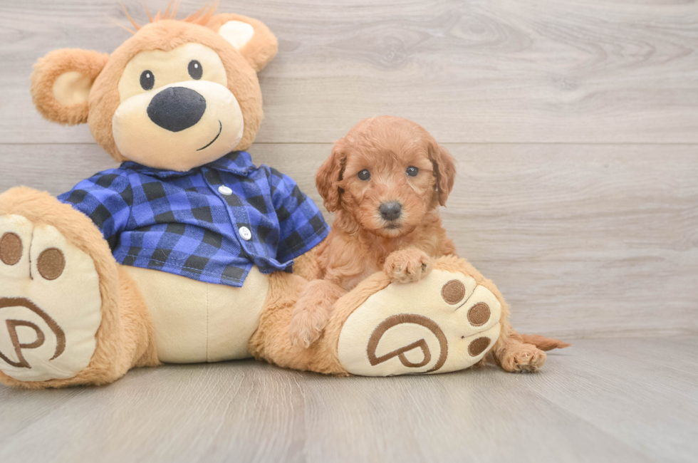 6 week old Mini Goldendoodle Puppy For Sale - Pilesgrove Pups