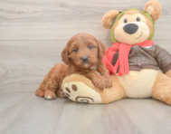 6 week old Mini Goldendoodle Puppy For Sale - Pilesgrove Pups