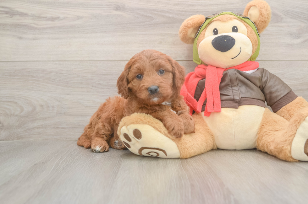 6 week old Mini Goldendoodle Puppy For Sale - Pilesgrove Pups