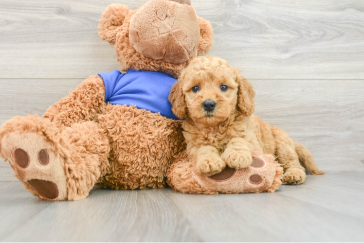 Little Mini Goldenpoo Poodle Mix Puppy