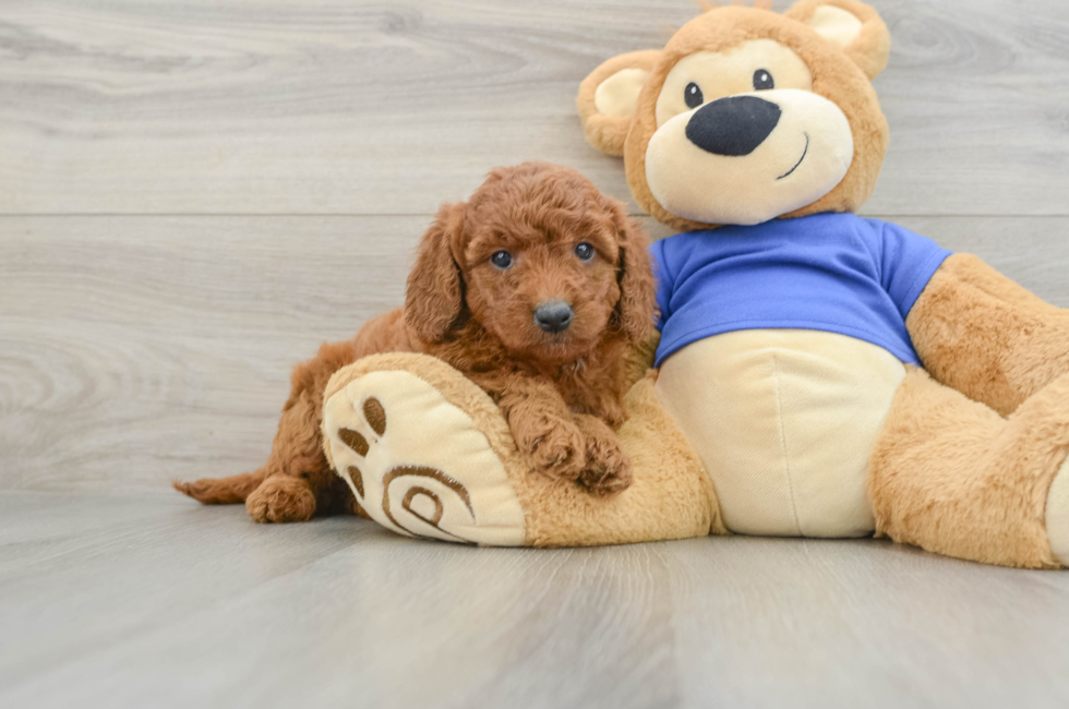 6 week old Mini Goldendoodle Puppy For Sale - Pilesgrove Pups