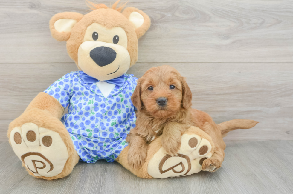 5 week old Mini Goldendoodle Puppy For Sale - Pilesgrove Pups