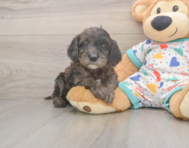 7 week old Mini Goldendoodle Puppy For Sale - Pilesgrove Pups