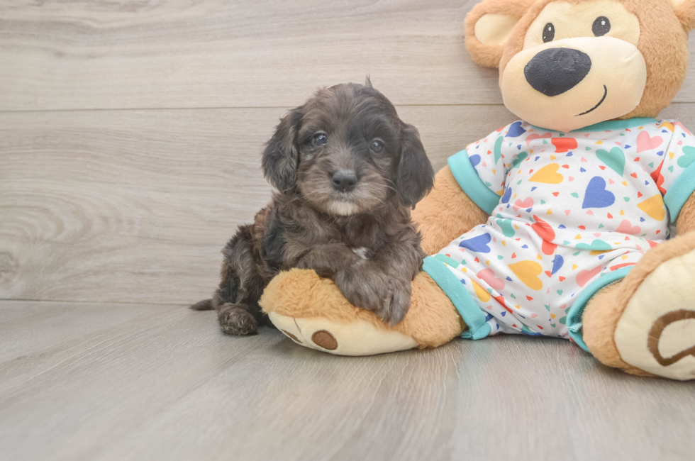 5 week old Mini Goldendoodle Puppy For Sale - Pilesgrove Pups