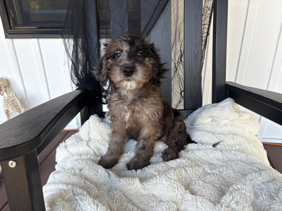 Mini Goldendoodle Pup Being Cute
