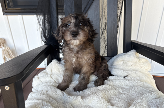 11 week old Mini Goldendoodle Puppy For Sale - Pilesgrove Pups Mini Goldendoodle Pup Being Cute