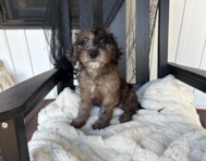 10 week old Mini Goldendoodle Puppy For Sale - Pilesgrove Pups 10 week old Mini Goldendoodle Puppy For Sale - Pilesgrove Pups
