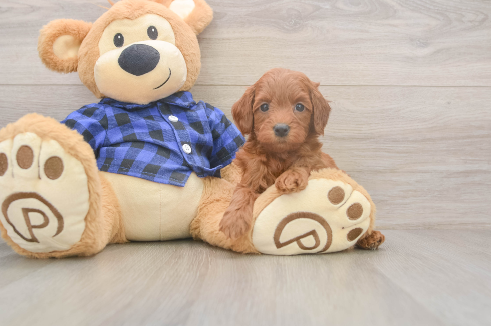 6 week old Mini Goldendoodle Puppy For Sale - Pilesgrove Pups