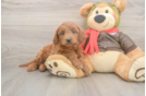 Cute Mini Goldendoodle Baby
