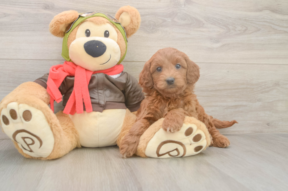 6 week old Mini Goldendoodle Puppy For Sale - Pilesgrove Pups
